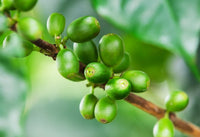 Granos de café verde en la rama: café verde