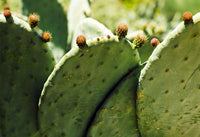 Palas de nopal: nopal