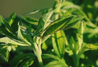 Hojas de té verde: té verde